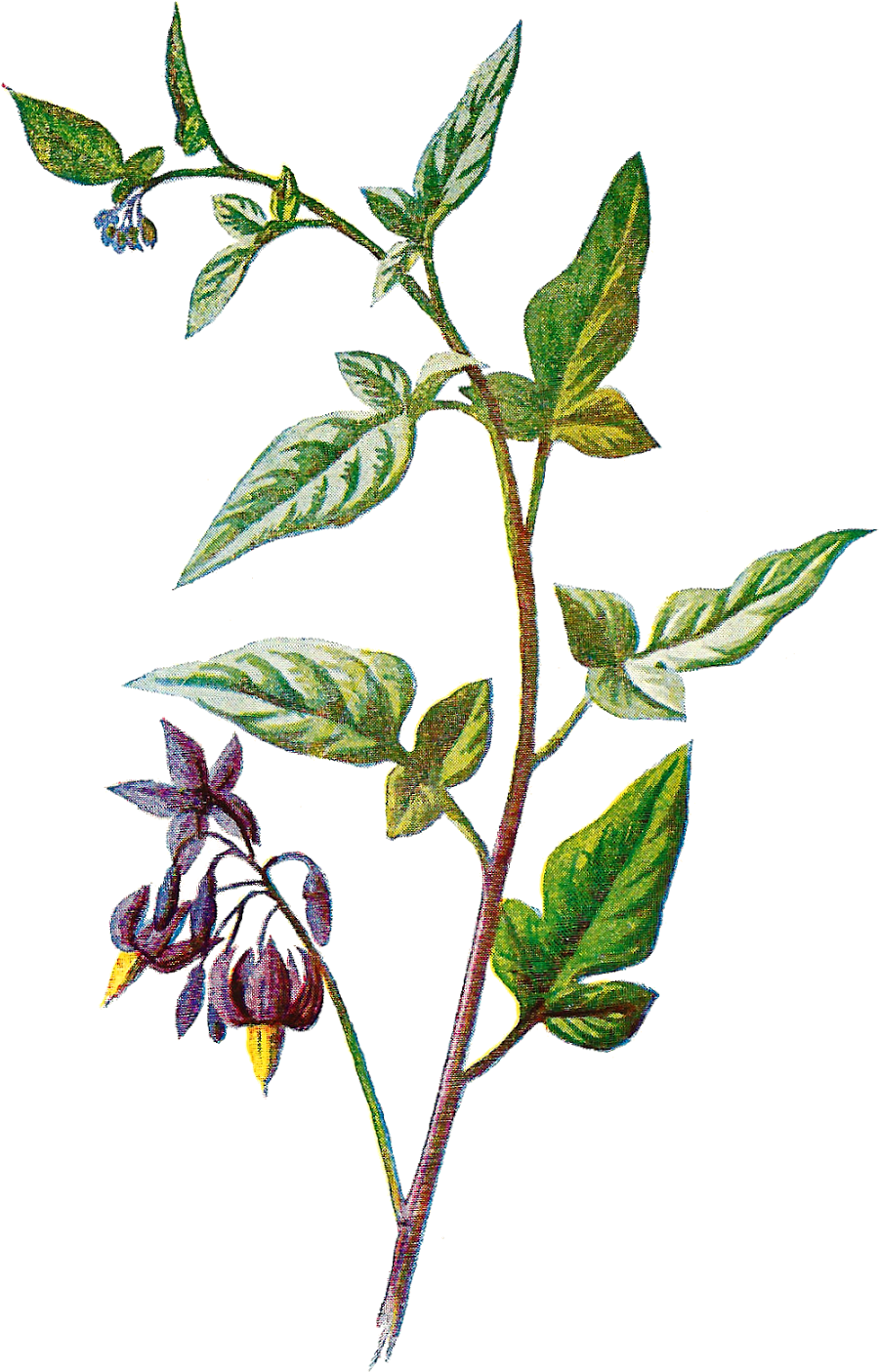 Wildflower Clipart Botanical Illustration - Botanical Png (1116x1600)
