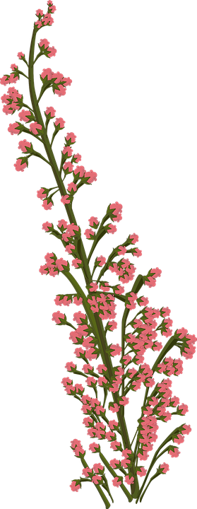 Flower Illustrations 17, Buy Clip Art - Garden Roses (279x720)