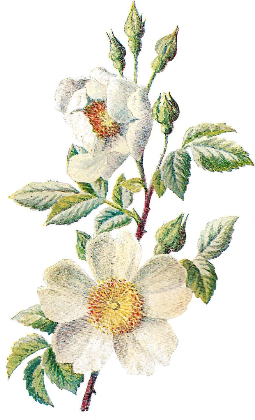 These Two Antique Flower Artwork Illustrations Can - Wild Flower Botanical Art (1049x1600)
