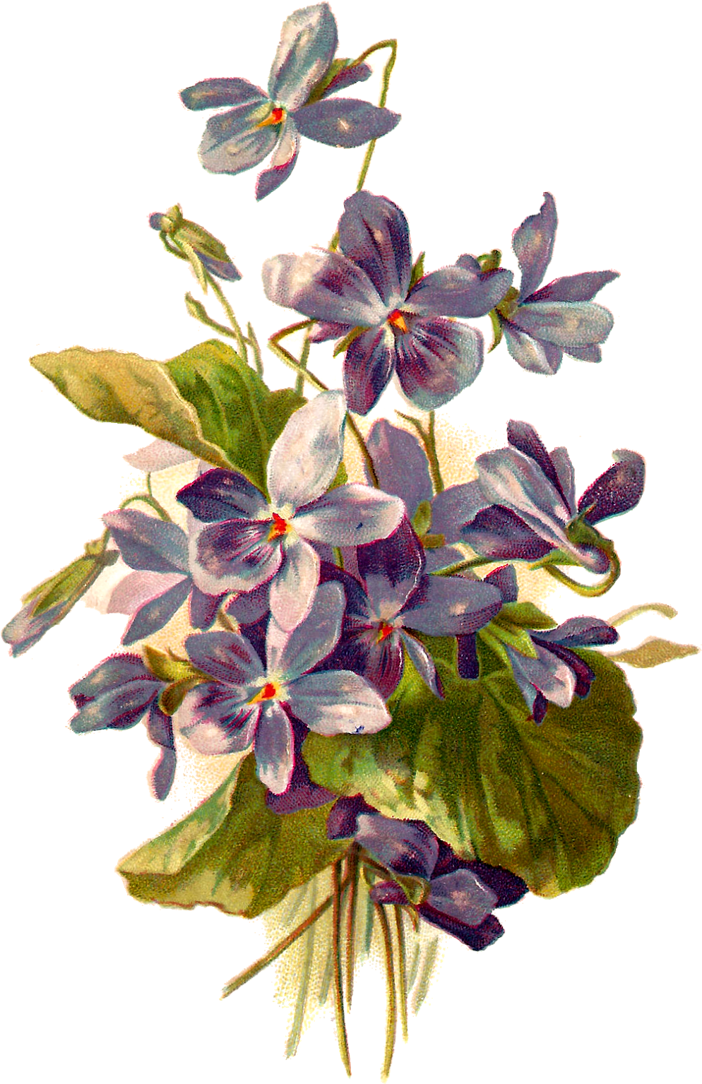 Vintage Flower Illustration Png - Violet Botanical Illustration (1061x1600)