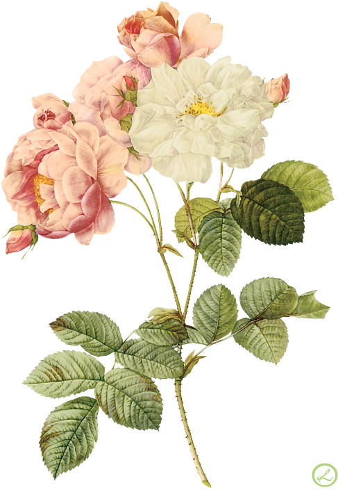 Flower Illustration By Pierre-joseph Redoute - Flower Wallpaper Iphone 8 Plus (500x725)