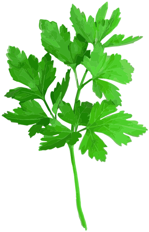 Cilantro Coriander Herb Illustration Transparent Png - Cilantro Png (512x512)