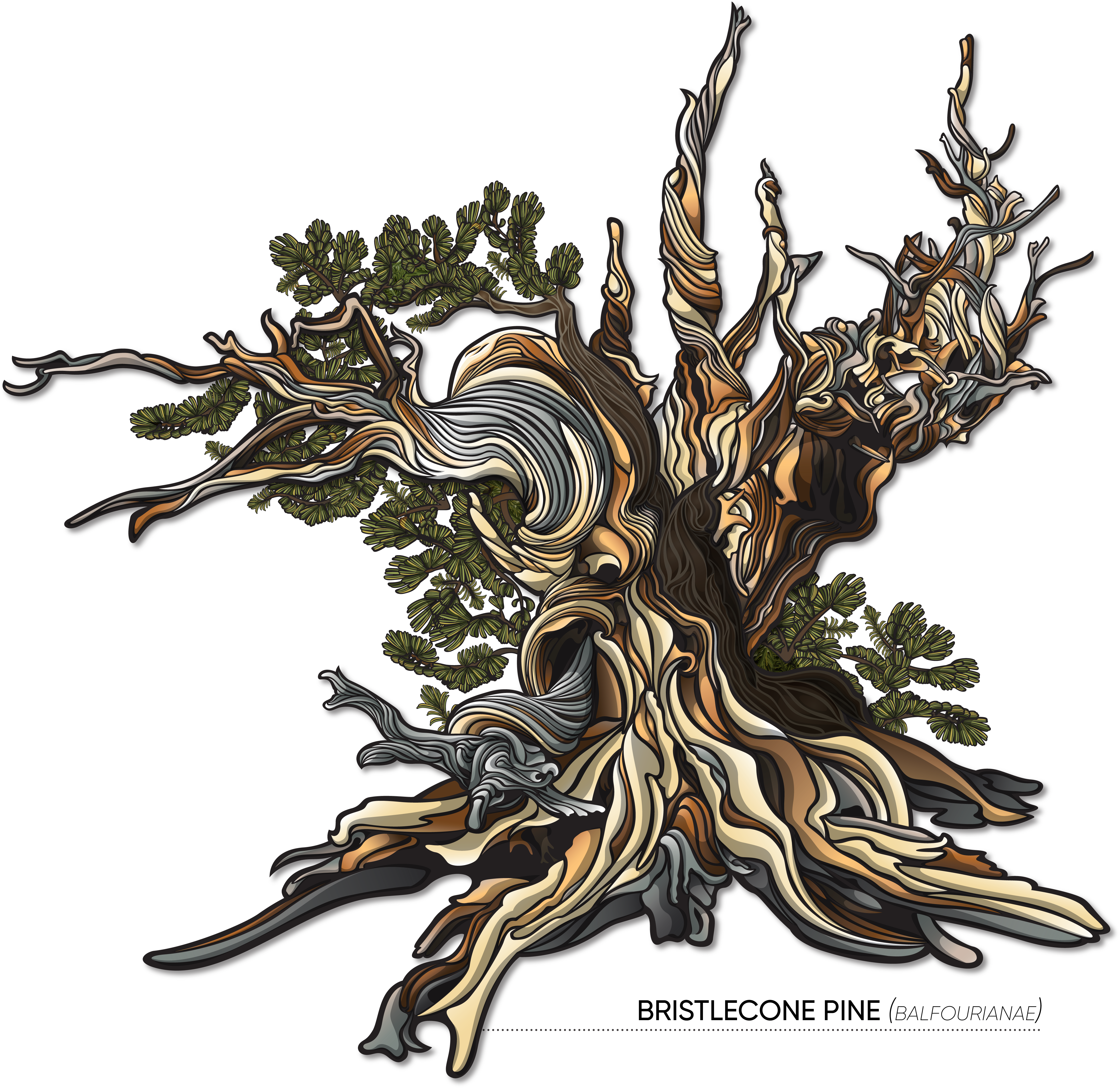 Click To Zoom - Illustration (4500x4500)