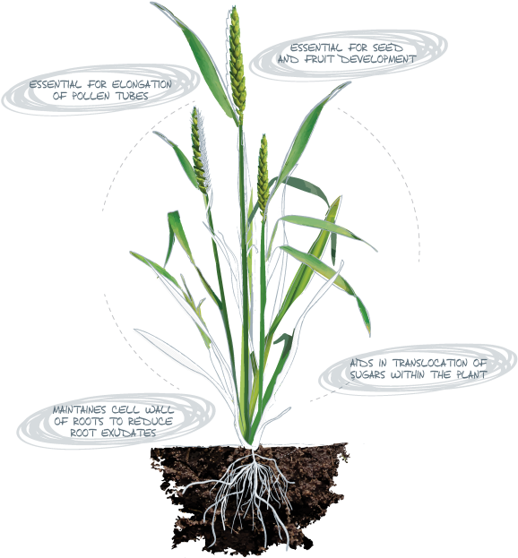 Boron - Deficiency Symptons - Zinc And Auxins (600x828)