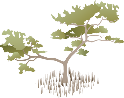 Avicennia Germinans Illustration Of Avicennia - Mangrove Tree Vector (400x318)