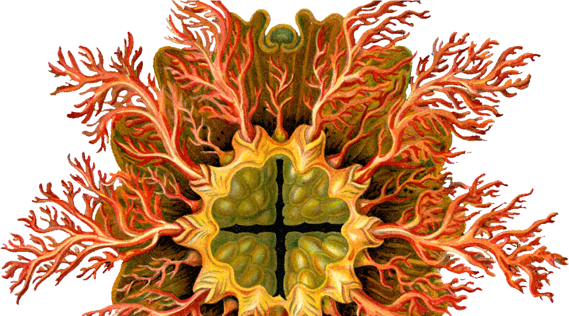 Sea Urchins Print Ernst Haeckel (1200x630)