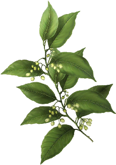 Bay Leaf Spring Flowers, Autumn Leaves, Grapes Wedding - Giclee Painting: Botanical Glory Iii, 56x46in. (519x346)