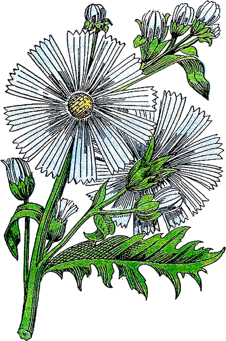 Floral Design Herb Botanical Illustration Clip Art - Floral Design Herb Botanical Illustration Clip Art (1110x1540)