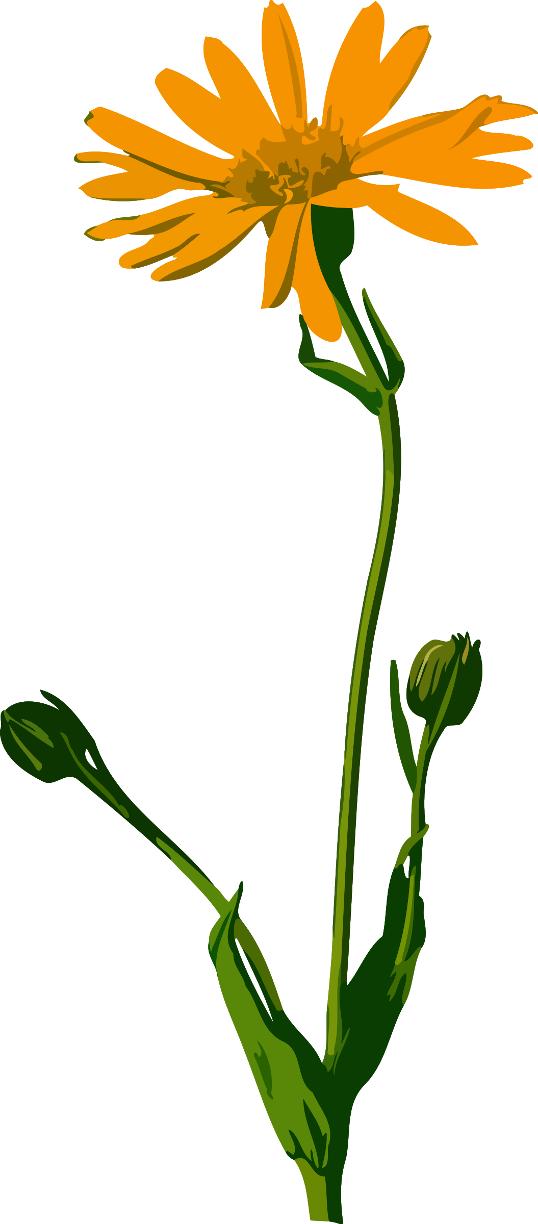 Low Resolution Clipart - Arnica Montana (1055x2400)