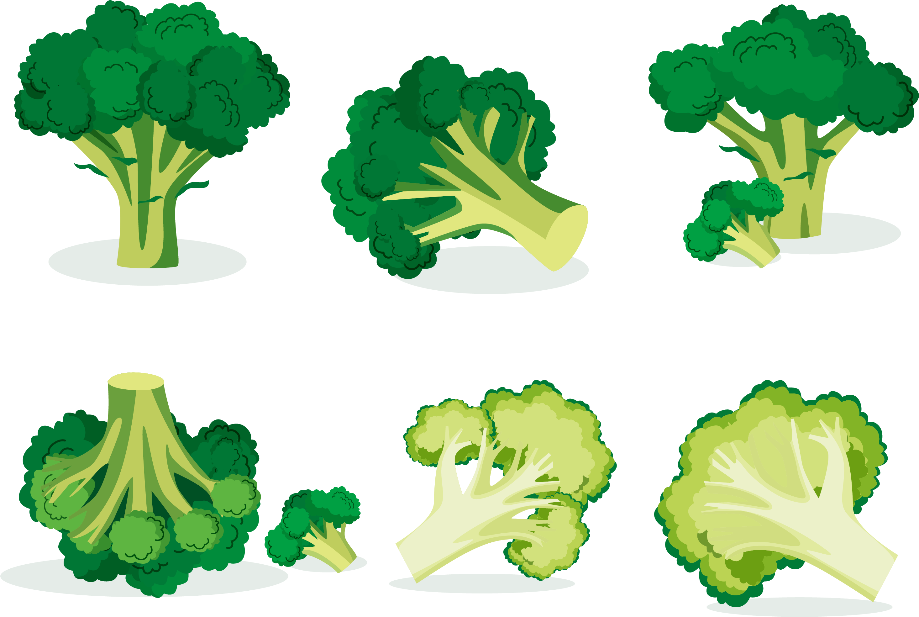 Broccoli Vegetable Euclidean Vector Illustration - Vegetable (3333x3333)