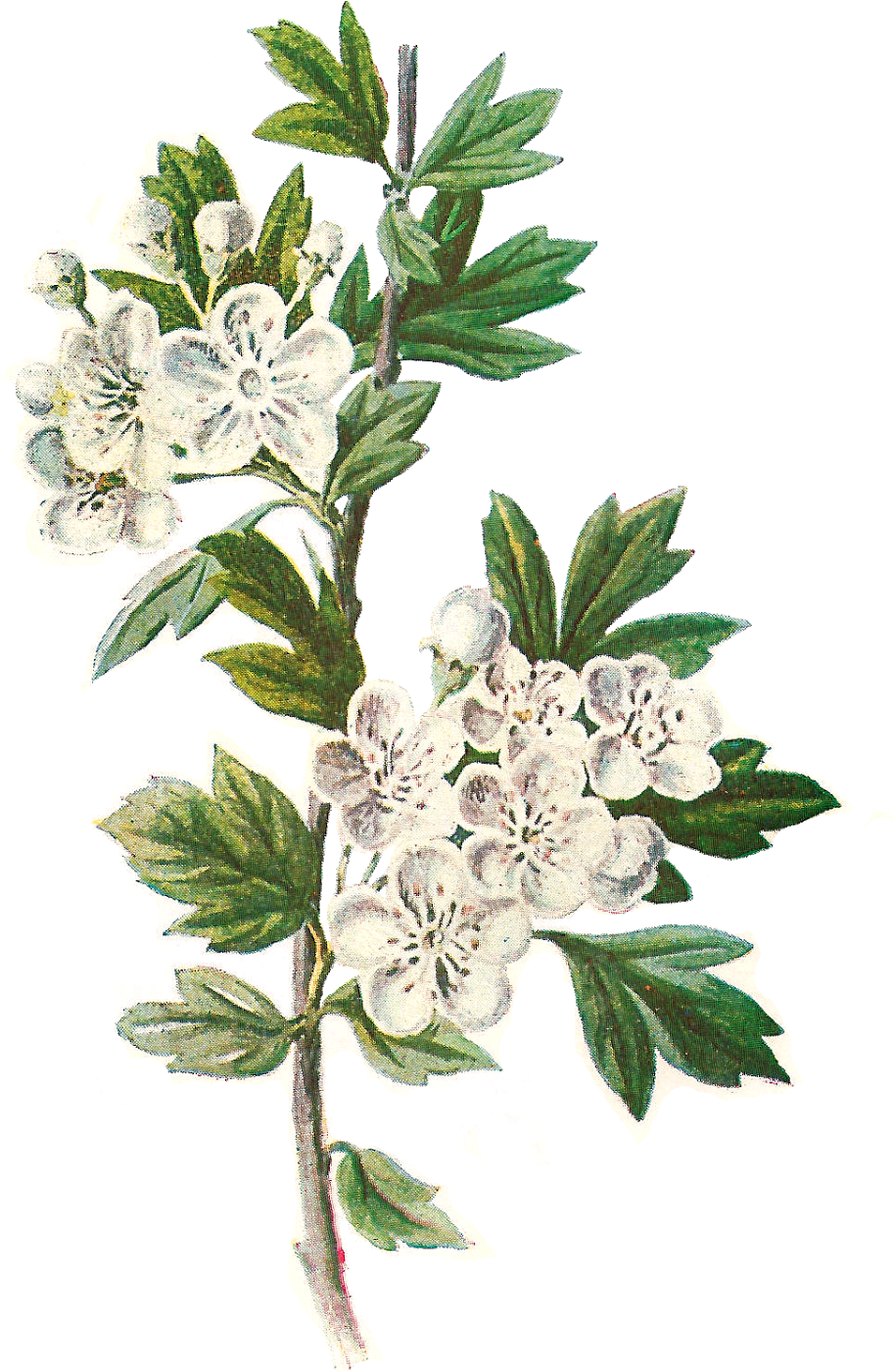 Flower Digital Image - Hawthorn Flower Illustration (1075x1600)