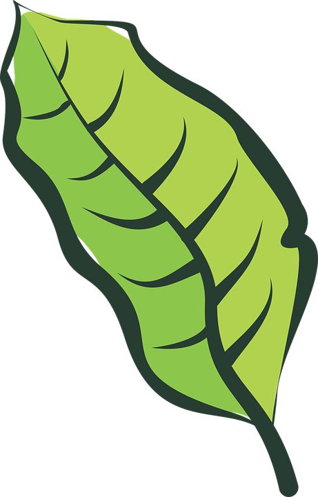 Banana Split Clipart 12, - Leaf Vegetable (461x720)