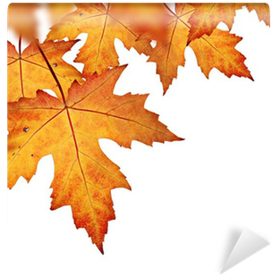 Orange Fall Leaves Border, Isolated On A White Background - Fall Save The Date Magnets (400x400)