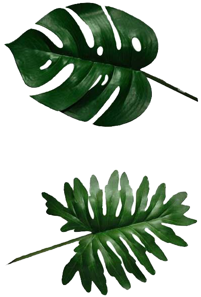 Swiss Cheese Plant Banana Leaf Philodendron - Split Leaf Philodendron Leaves (400x696)