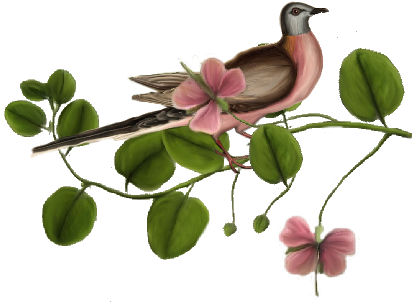 Birds And Butterflies Pink Pigeon Artwork - Rosa Glauca (519x346)