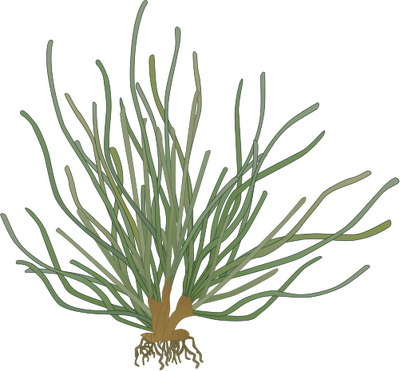 Seagrass Vector (400x371)