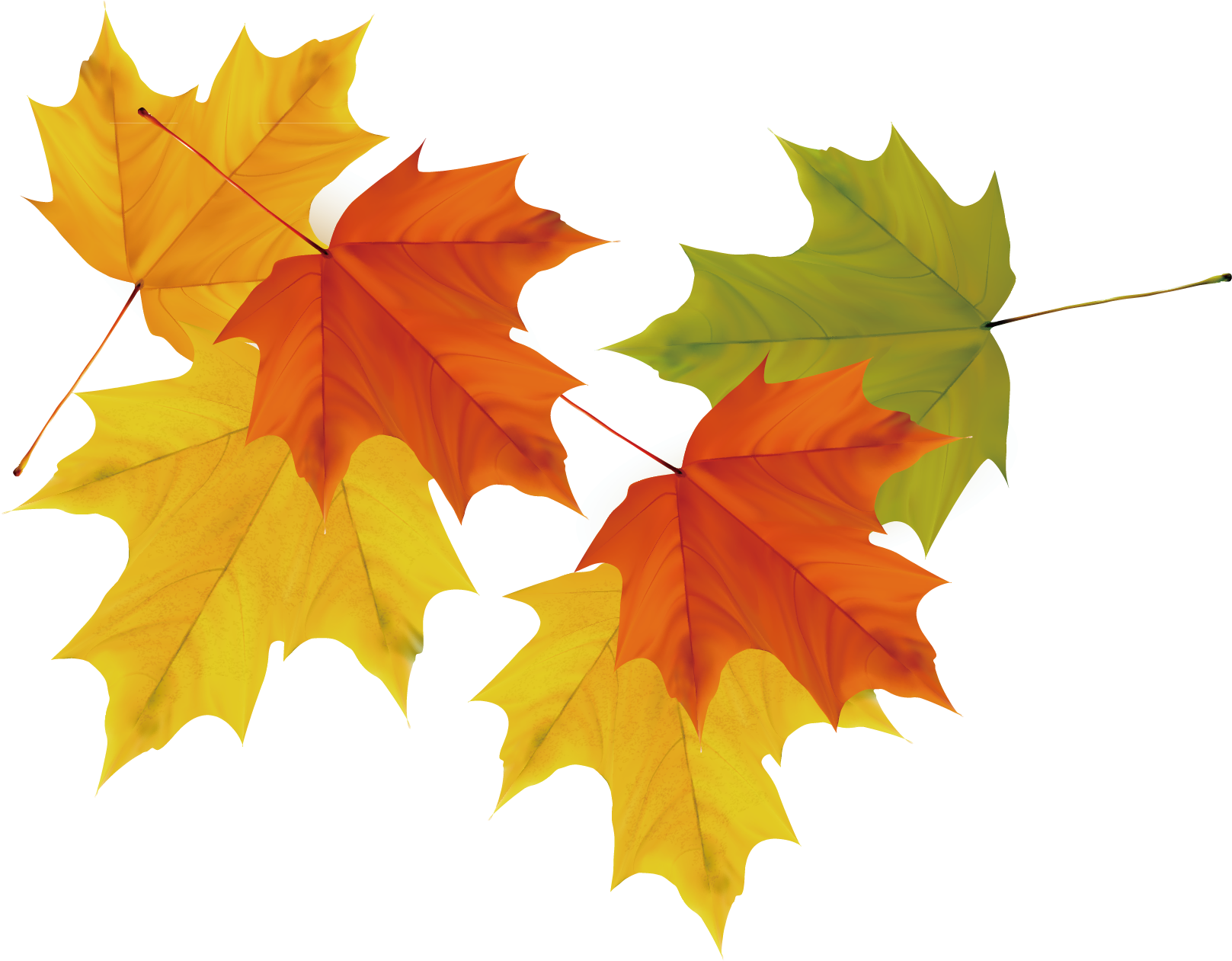 Maple Leaf Autumn - Maple Leaf (1617x1261)