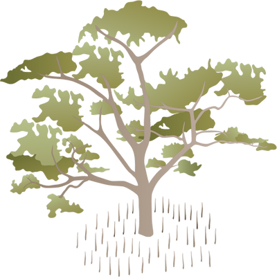Sonneratia Alba Illustration Of Sonneratia Alba - Mangrove Tree Vector (400x400)
