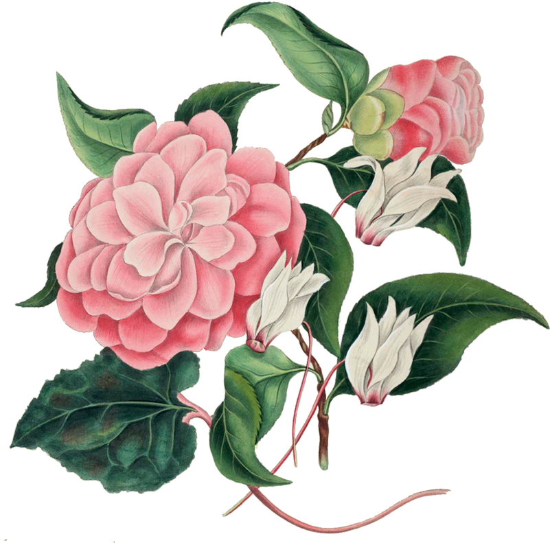Features - Dibujos De Flores Japonesas (800x867)