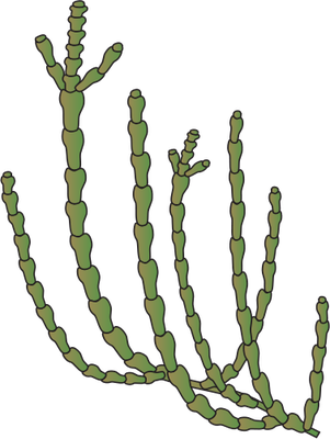 Ian Symbol Sarcocornia Spp - Wetland (301x400)