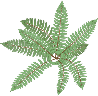 Ian Symbol Polystichum Acrostichoides - Polystichum Acrostichoides Drawing (400x394)