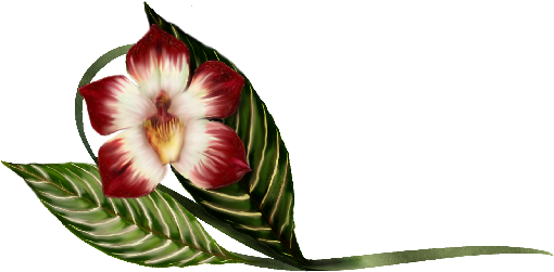 Vanda Orchid Illustration Spring Flowers, Autumn Leaves, - Illustration (536x369)