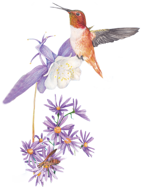 Illustration Of Hummingbird With Aster Flower - Aster (586x775)