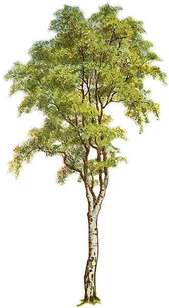 When To Plant Birch Trees - Clases De Arboles Y Sus Nombres (338x600)