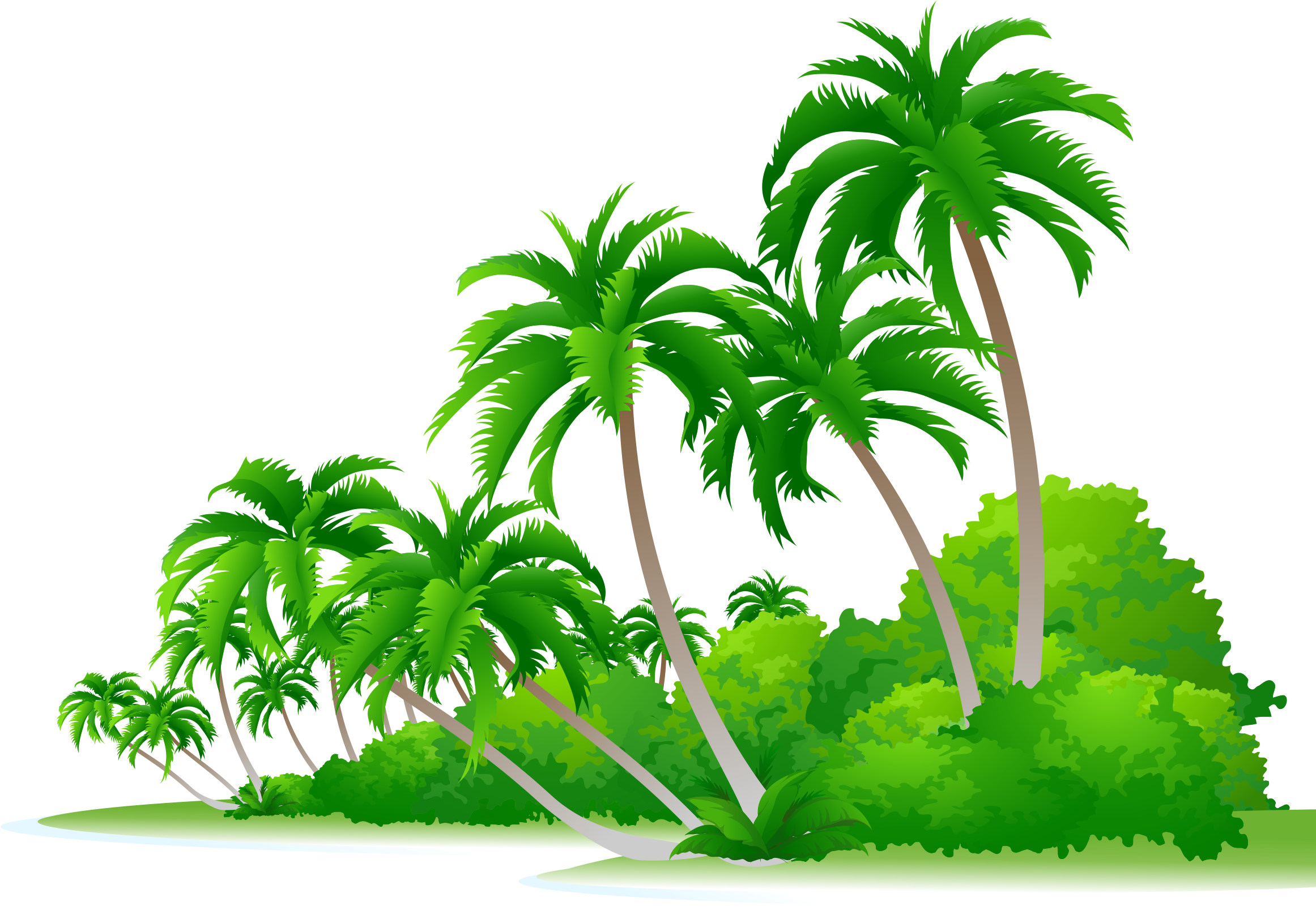 Arecaceae Euclidean Vector Tree Illustration - Arecaceae Euclidean Vector Tree Illustration (2480x3508)