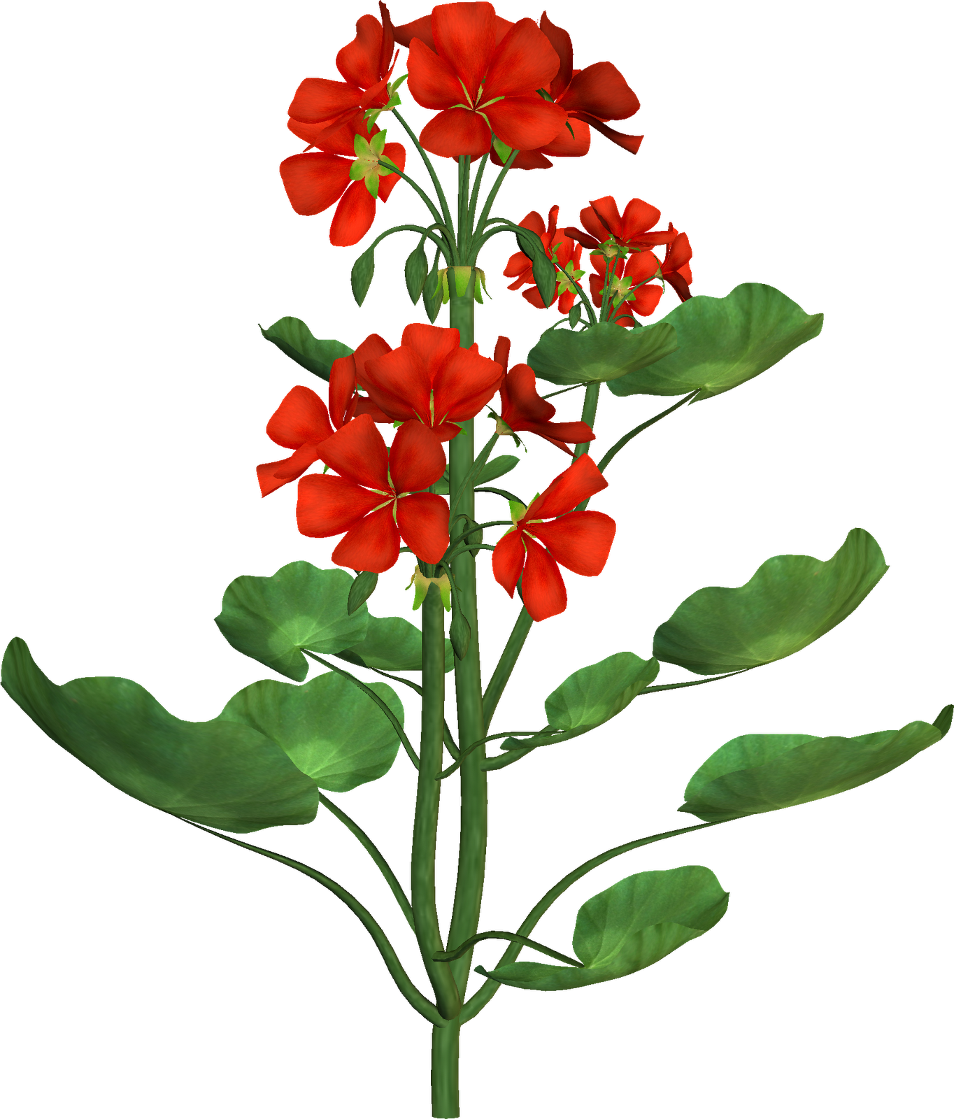 Flower Botanical Illustration Botany Clip Art - Botany (1364x1600)