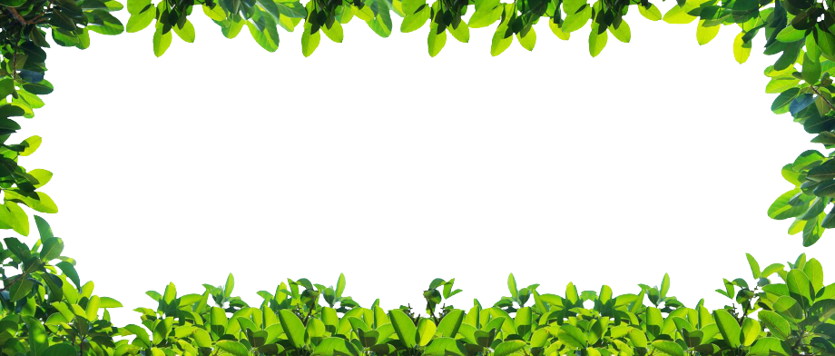Awesome Plantborder With Plant Transparent Png - Plants Border Background (920x392)