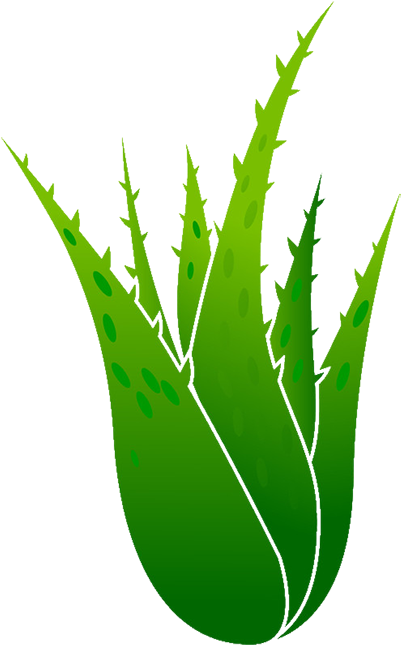 Aloe Vera Euclidean Vector Plant Illustration - Aloe Vera Vector (500x664)