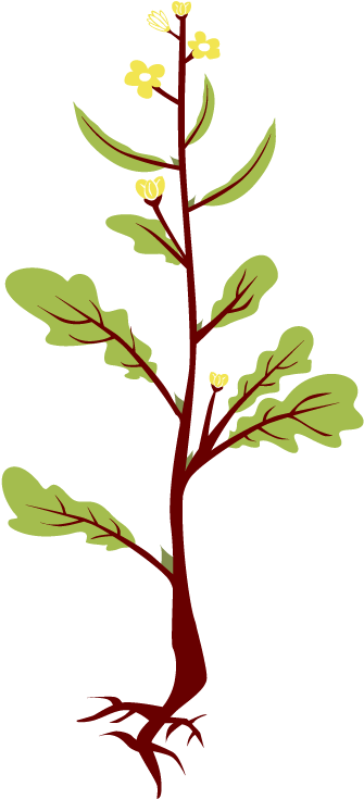 Roots Clipart Mustard Tree - Twig (700x734)