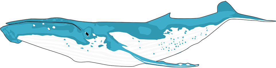 Humpback Whale Shower Curtain (960x480)