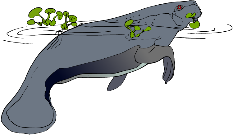 Manatee In Water - Sea Cows (750x435)