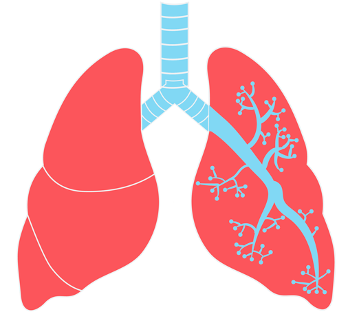 Lungs Png Transparent Images - Lungs Png (500x475)