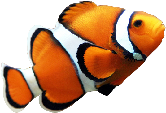 Angelfish Maroon Clownfish Clip Art - Angelfish Maroon Clownfish Clip Art (632x501)
