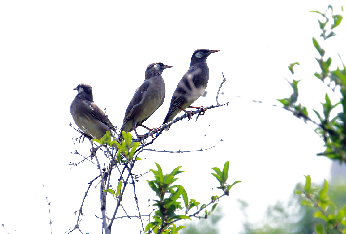 Lovebird Sky Singing - Lovebird Sky Singing (1124x775)