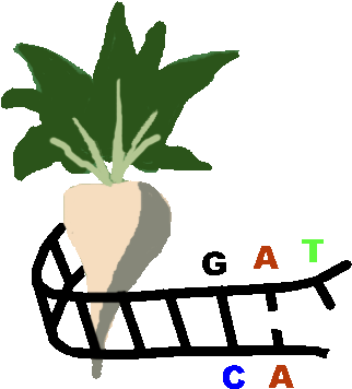 Generation Of A Physical, Bac-based Map Of The Sugar - Generation Of A Physical, Bac-based Map Of The Sugar (445x397)
