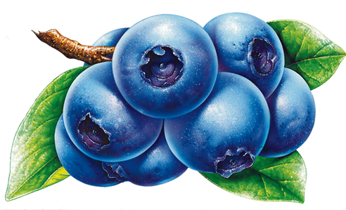 Frutti Di Bosco Blueberry Fruit Clip Art - Frutti Di Bosco Blueberry Fruit Clip Art (500x500)
