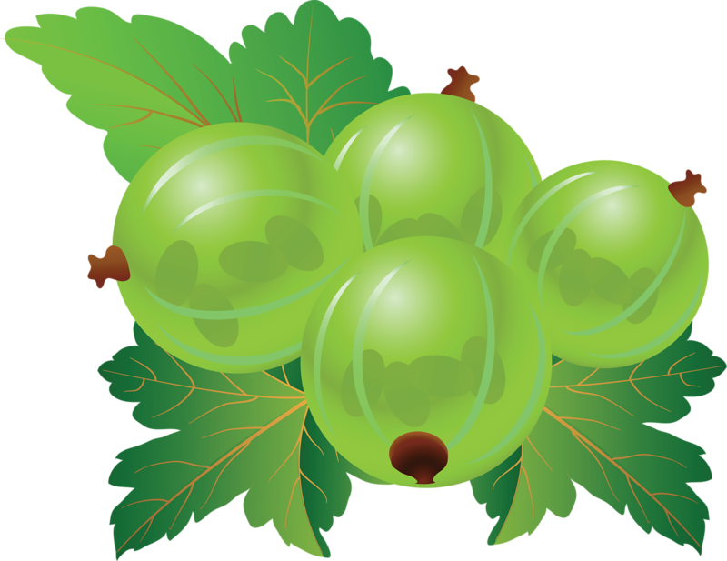 Gooseberry Blueberry Clip Art - Gooseberry Blueberry Clip Art (800x617)