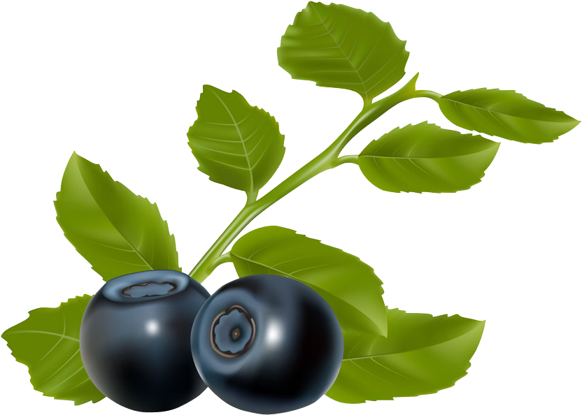 Blueberry Chokeberry Clip Art - Blueberry Chokeberry Clip Art (1000x813)