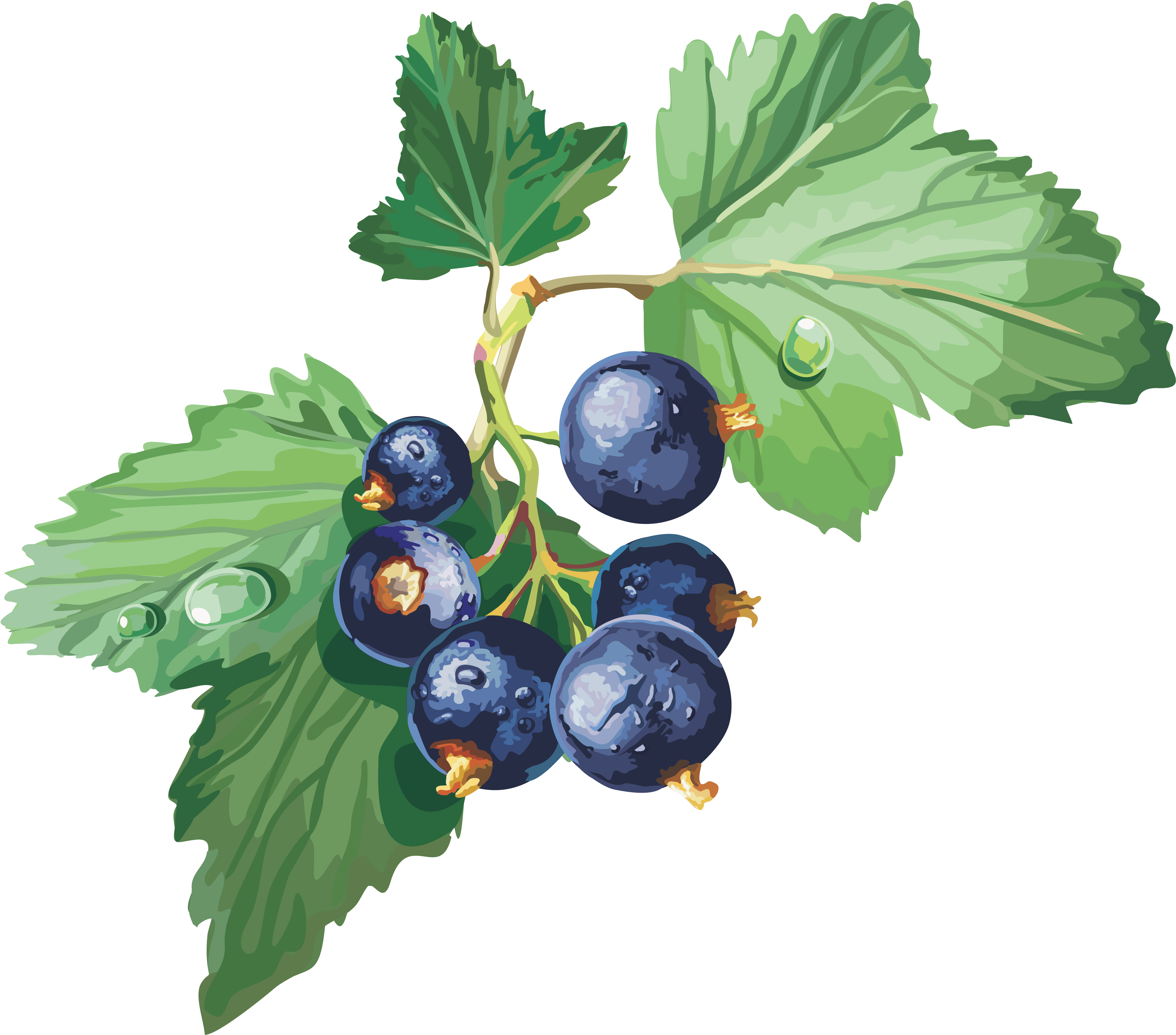 Blackcurrant Gooseberry Redcurrant Jostaberry Clip - Blackcurrant Drawing (4217x3640)