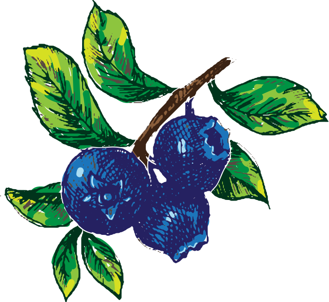 Hand Drawn Blueberry Image - Illustration (641x589)