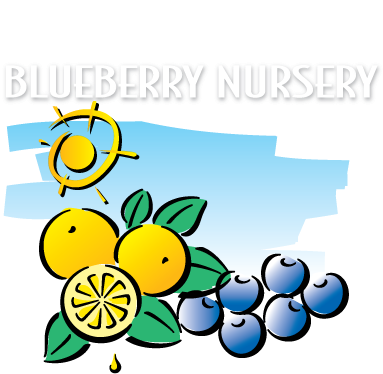 Florida Blueberry Nursery - Florida Blueberry Nursery (385x558)