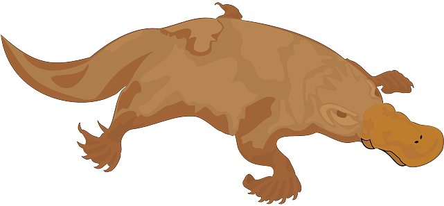 Brown, Color, Bill, Animal, Tail, Perry, Platypus - Platypus Crocodile (640x320)