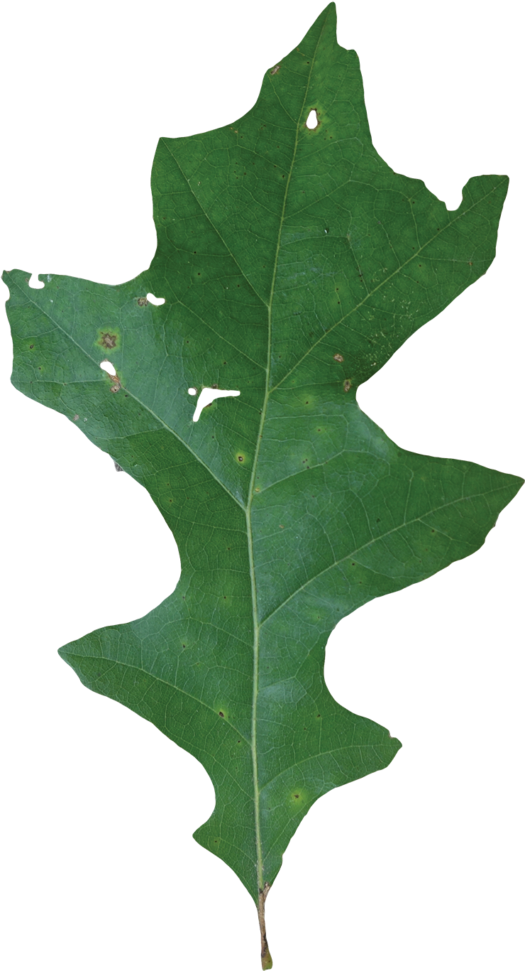 Simple - Mossy Cup Oak (800x1396)