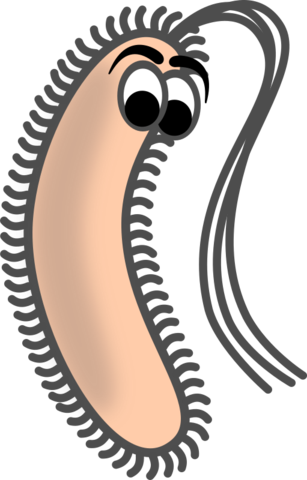 We Have Much To Learn About What Goes On In The Gut - Bacillus Clip Art (307x480)