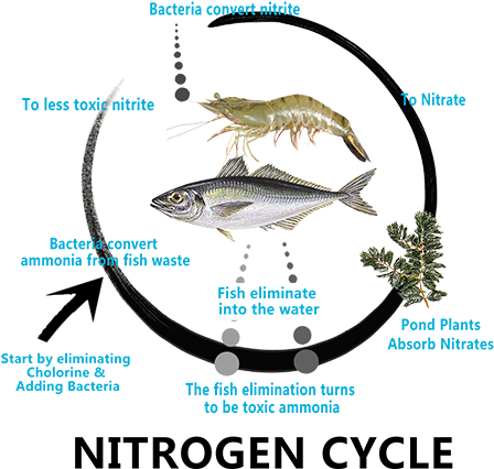 Aquaculture Probiotics For Improved Water Quality In - Aquaculture (500x500)