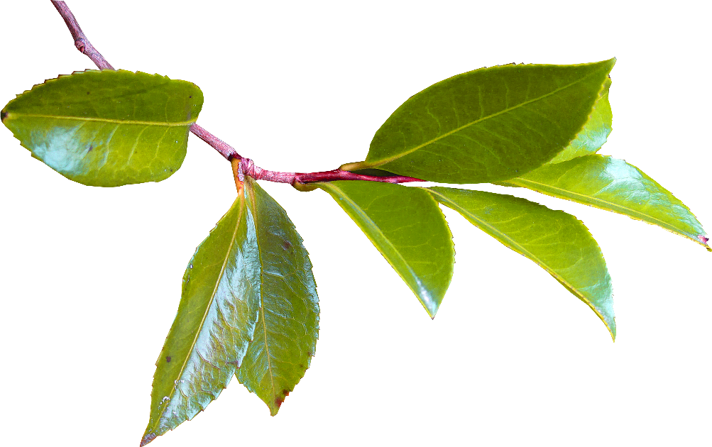 Plantas, Flores, Cintas, Marcos, Monos, Hojas, Árboles - Hojas De Arboles Png (1003x630)